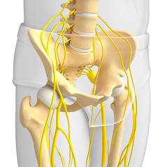 Nervous system of pelvic skeleton artwork