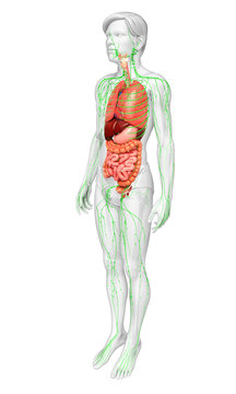 Lymphatic and digestive system of male body artwork