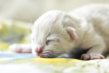 Newborn Ragdoll Kitten