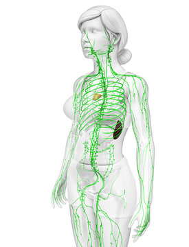 Lymphatic system of  female body