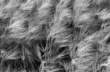 ears of wheat black and white