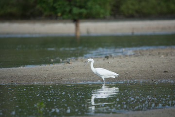 Egret in Phang Nga National park ,Thailand