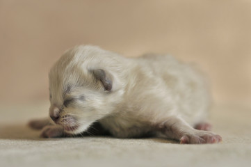 3 Day Old Ragdoll Kitten