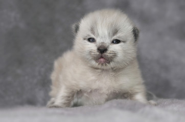 11 Day Old Ragdoll