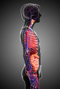 Digestive and circulatory system of male body