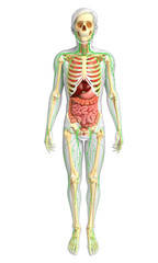 Lymphatic, skeletal and digestive system of Male body artwork