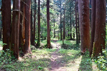 Obraz premium 羽黒山の杉並木／山形県鶴岡市の羽黒山参道の杉並木は県指定史跡で、全国かおり風景100選、森林浴の森100選に選定されています。随神門から始まる表参道は、全長約1.7km、2446段の長い石段です。杉並木の数は500本以上で、樹齢350～500年の杉並木です。この杉並木は国の特別天然記念物に指定され「ミシュラン・グリーンガイド・ジャポン」にて、三ツ星を獲得しました。