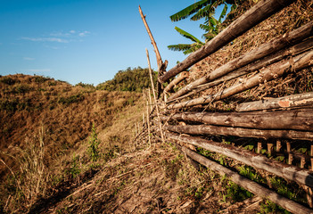 bamboo fence