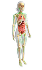 Lymphatic, skeletal and digestive system of Female body artwork