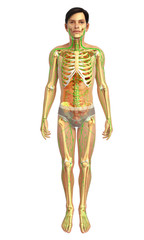 3d rendered illustration of male skeletal anatomy