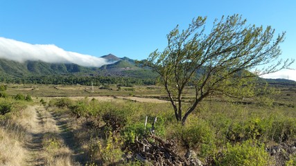 &Aacute;rbol en paisaje con nubes. Isla de La Palma (Canarias).