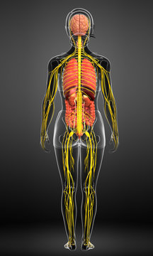 Female body of Nervous and digestive system artwork