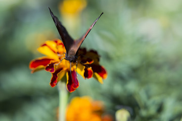 Бабочка, насекомое.