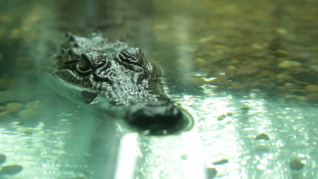 Nile crocodile head above water.
