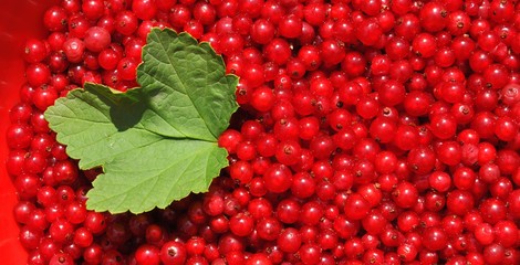 Red currant or redcurrant (Ribes rubrum) background