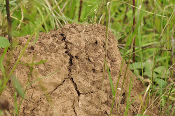 anthill in the grass