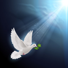 Fototapeta premium Fly dove