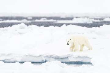 Obraz na płótnie Canvas Polar Bear (Ursus maritimus) adult, walkin on melting icefloe, floe edge, Baffin Bay, Nunavut, Canada.