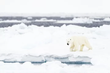 Cercles muraux Ours polaire Polar Bear (Ursus maritimus) adult, walkin on melting icefloe, floe edge, Baffin Bay, Nunavut, Canada.