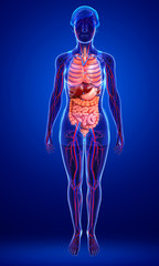 Digestive and circulatory system of female  body