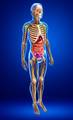 Lymphatic, skeletal, nervous and circulatory system of male anat
