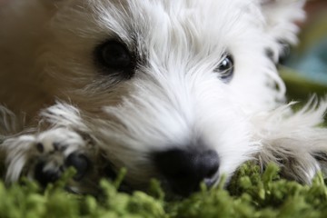 West Highland White Terrier © AgaBla