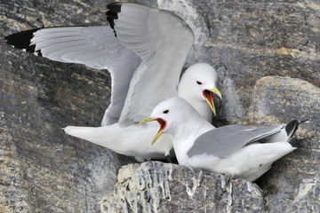 Black-legged kittiwake (Rissa tridactyla) pair nesting on cliff, screaming, Bylot island, Baffin bay, Nunavut, Canada.