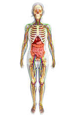 Lymphatic, skeletal, nervous and circulatory system of female bo