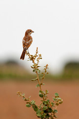Woodchat shrike