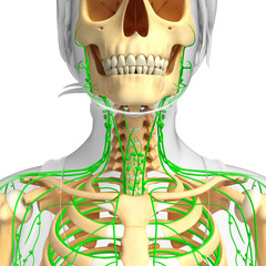 Lymphatic system of Female skeleton artwork