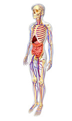 Fototapeta premium Male skeletal, digestive and circulatory system