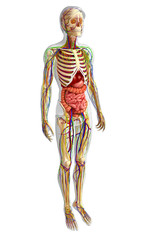 Lymphatic, skeletal, nervous and circulatory system of male anat