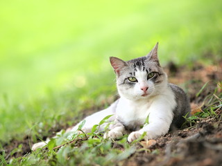 Obraz premium 緑の丘の猫