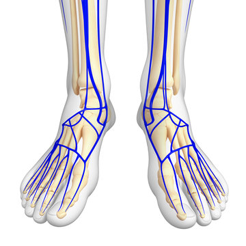 3d rendered illustration of leg anatomy