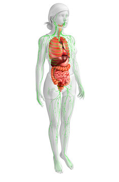 Lymphatic and digestive system of Female body artwork