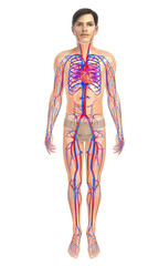 3d rendered illustration of male heart anatomy