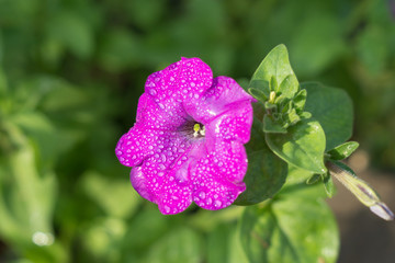 Pink wet flower of petunia with a burgeon 
