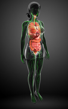 Lymphatic and digestive system of Female body artwork