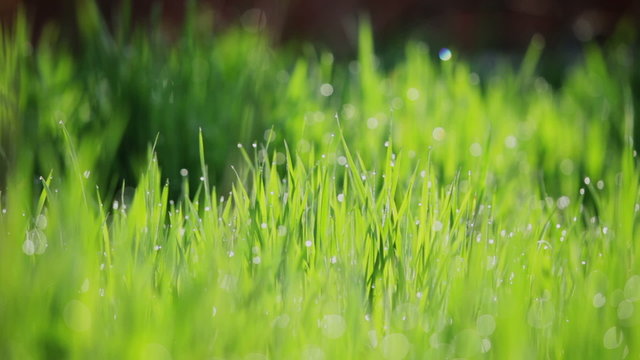 background of green gras with dew