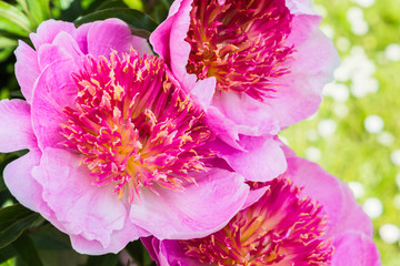 The heart of a pink peony