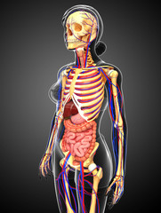Female skeletal, digestive and circulatory system