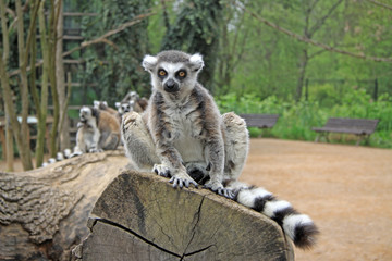 Ring-tailed lemurs in a Zoo