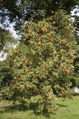 Fototapeta na wymiar Mountain Ash tree Sorbus aucuparia with berries