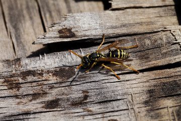 wasp closeup on wooden background