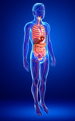 Digestive and circulatory system of male body