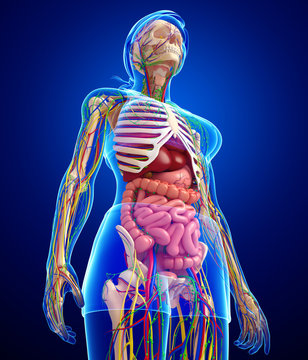 Lymphatic, skeletal, nervous and circulatory system of female bo