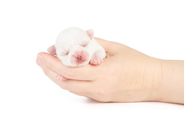 White puppy