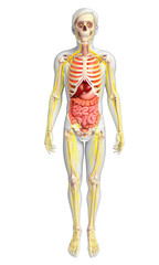 Human skeleton with nervous and digestive system artwork