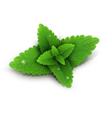 Vector fresh mint leaves isolated on white background (element f © Alkestida