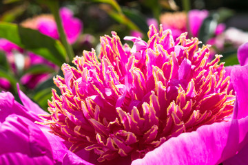 The heart of a pink peony